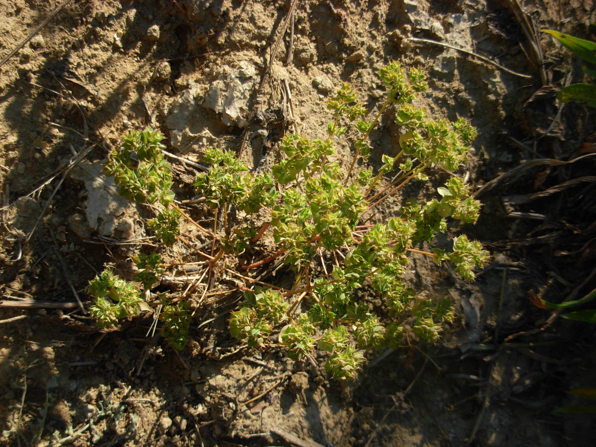 Euphorbia falcata L. subsp. falcata